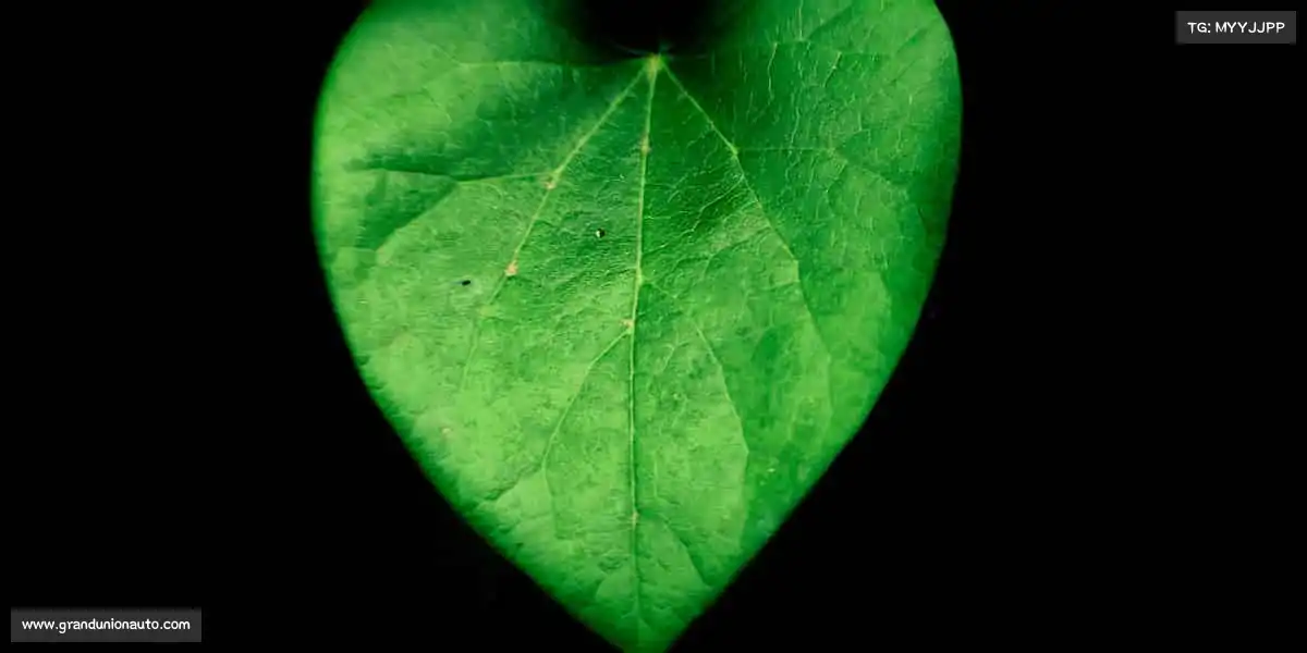 <strong>zoty中欧</strong>⚽用汗水浇灌梦想，让激情燃爆全场！